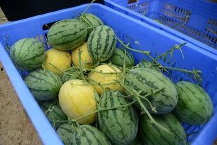 莒县网红吃瓜群微信号是什么,揭秘神秘微信号背后的故事